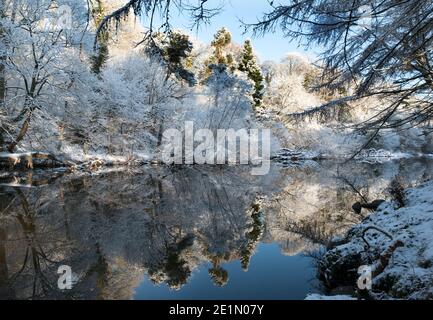 Weather, 8th January, 2021. Snow covered trees reflected in the River Almond in Almondell Country park, West Lothian, Scotland, UK. .    Credit: Ian Rutherford/Alamy Live News. Stock Photo