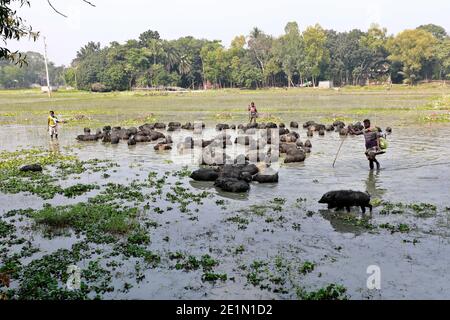 Tangail, Bangladesh - December 04, 2020: Black Pig Firming at Tangail in Bangladesh on December 04, 2020. Stock Photo