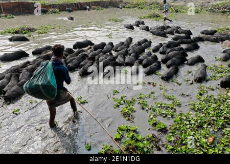 Tangail, Bangladesh - December 04, 2020: Black Pig Firming at Tangail in Bangladesh on December 04, 2020. Stock Photo