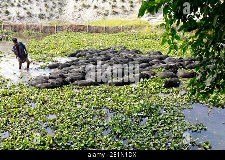 Tangail, Bangladesh - December 04, 2020: Black Pig Firming at Tangail in Bangladesh on December 04, 2020. Stock Photo