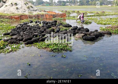 Tangail, Bangladesh - December 04, 2020: Black Pig Firming at Tangail in Bangladesh on December 04, 2020. Stock Photo