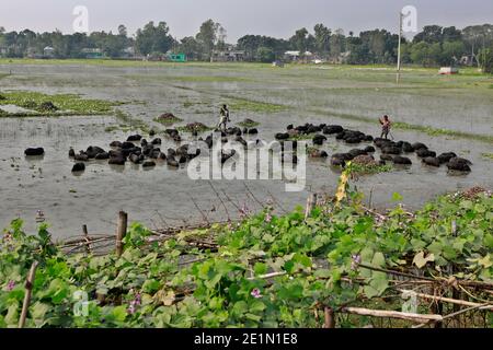 Tangail, Bangladesh - December 04, 2020: Black Pig Firming at Tangail in Bangladesh on December 04, 2020. Stock Photo