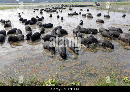 Tangail, Bangladesh - December 04, 2020: Black Pig Firming at Tangail in Bangladesh on December 04, 2020. Stock Photo