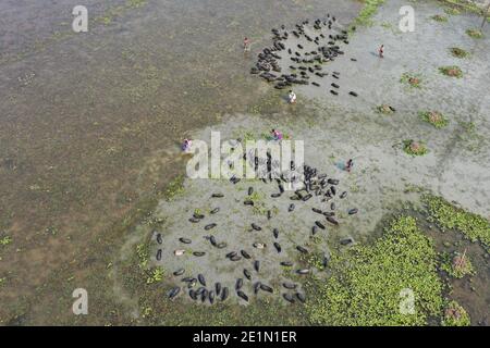 Tangail, Bangladesh - December 04, 2020: Black Pig Firming at Tangail in Bangladesh on December 04, 2020. Stock Photo