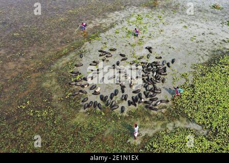 Tangail, Bangladesh - December 04, 2020: Black Pig Firming at Tangail in Bangladesh on December 04, 2020. Stock Photo