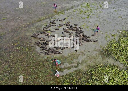 Tangail, Bangladesh - December 04, 2020: Black Pig Firming at Tangail in Bangladesh on December 04, 2020. Stock Photo