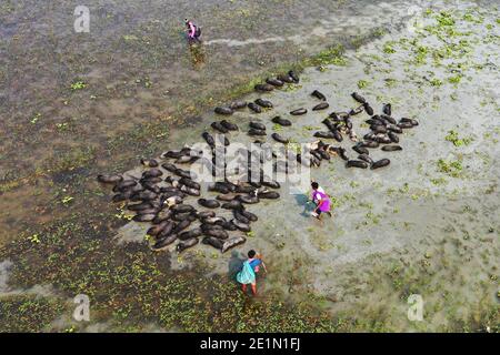 Tangail, Bangladesh - December 04, 2020: Black Pig Firming at Tangail in Bangladesh on December 04, 2020. Stock Photo