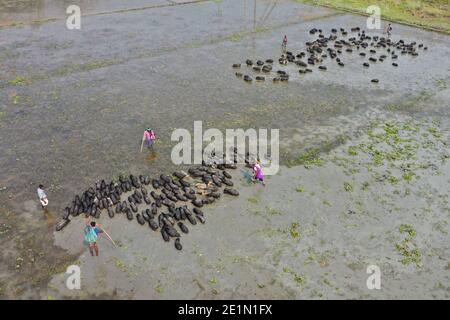 Tangail, Bangladesh - December 04, 2020: Black Pig Firming at Tangail in Bangladesh on December 04, 2020. Stock Photo