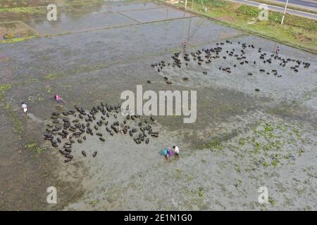 Tangail, Bangladesh - December 04, 2020: Black Pig Firming at Tangail in Bangladesh on December 04, 2020. Stock Photo