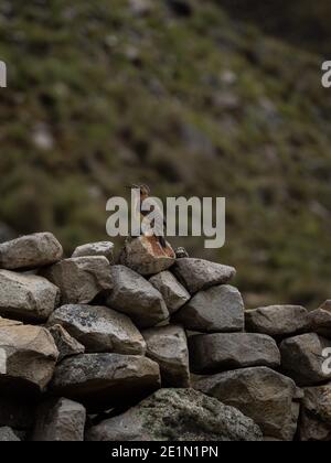 Closeup portrait of Andean flicker Colaptes rupicola woodpecker bird animal sitting on rock in Cordillera Huayhuash Circuit Ancash Huanuco Peru andes Stock Photo