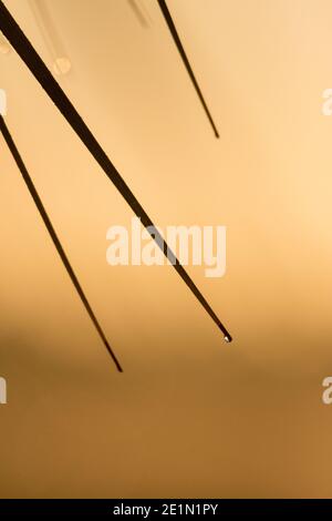 Picture of a straw in the February morning light along the Tamiami Trail E vest of Miami Stock Photo