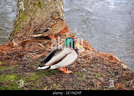 Female and male Mallard, Anas platyrhynchos, on riverbank on a day of early spring in Finland. Shallow dof. Stock Photo