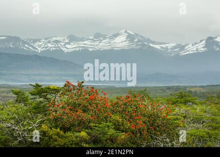 Chilean firebush (embothrium coccineum) flowering in front of the Cerro Benitez mountain range  nr Milodon Cave, near Puerto Natales Patagonia, Chile Stock Photo