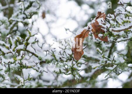 Snow covered tree branches in winter, Northumberland, UK Stock Photo