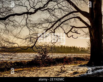 Silhouetted tree on Oxley Bank looking towards Haigh Greave woods in the snow. West Yorkshire. UK. Stock Photo