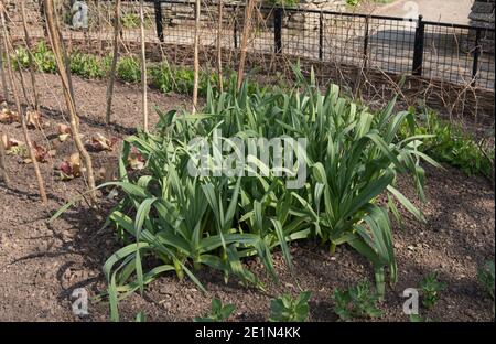 Home Grown Organic Elephant Garlic Plants (Allium ampeloprasum) Growing on an Allotment in a Vegetable Garden in Rural Devon, England, UK Stock Photo