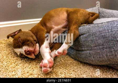 Cute american bulldog puppy found a comfortable position to take a nap. Stock Photo