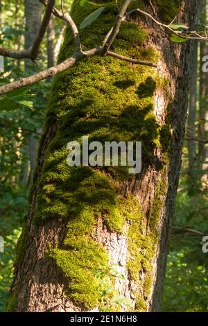 Moss and lichen grows on the trunk of a large tree in forest. Close-up, selective focus. Stock Photo