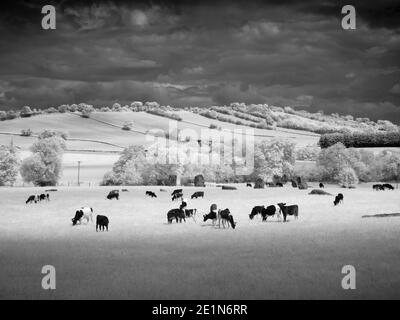 Black and white image of Stanton Drew Stone Circle in infrared, Somerset, England.