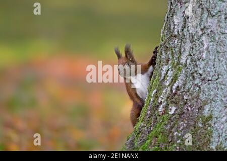 Cute Eurasian red squirrel (Sciurus vulgaris) climbing deciduous tree in autumn forest Stock Photo