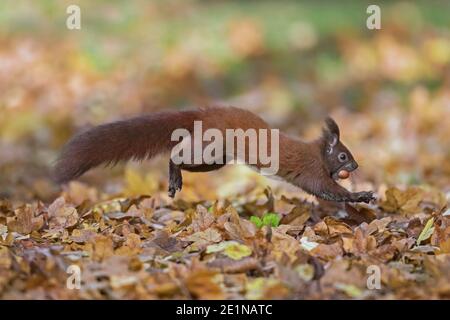 Eurasian red squirrel (Sciurus vulgaris) collecting hazel nuts on the ground and running away with hazelnut / hazel nut in mouth in autumn Stock Photo