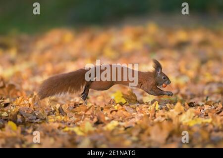Eurasian red squirrel (Sciurus vulgaris) collecting hazel nuts on the ground and running away with hazelnut / hazel nut in mouth in autumn Stock Photo
