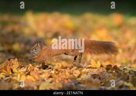 Cute Eurasian red squirrel (Sciurus vulgaris) leaping in leaf litter on the forest floor in autumn Stock Photo