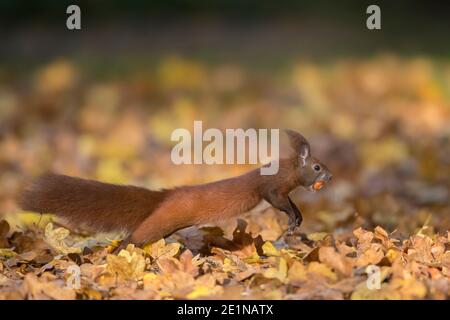 Eurasian red squirrel (Sciurus vulgaris) collecting hazel nuts on the ground and running away with hazelnut / hazel nut in mouth in autumn Stock Photo