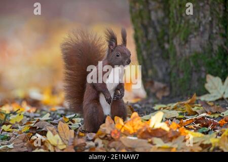 Cute Eurasian red squirrel (Sciurus vulgaris) on the forest floor at base of deciduous tree in autumn forest Stock Photo