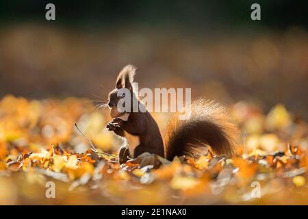 Cute Eurasian red squirrel (Sciurus vulgaris) collecting nuts on the ground in leaf litter on the forest floor in autumn woodland Stock Photo