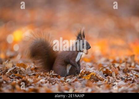 Cute Eurasian red squirrel (Sciurus vulgaris) collecting nuts on the ground in leaf litter on the forest floor in autumn woodland Stock Photo