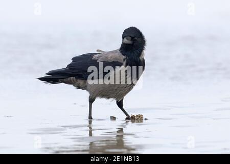 Northern European hooded crow (Corvus cornix cornix / Corvus corone cornix) eating mussel on the beach Stock Photo