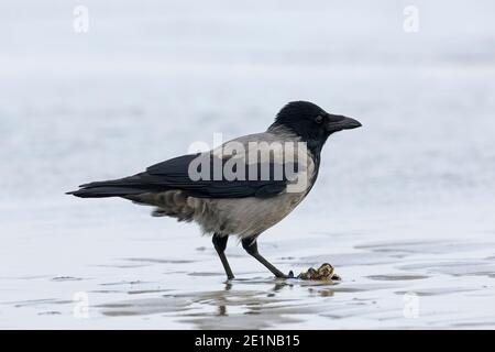 Northern European hooded crow (Corvus cornix cornix / Corvus corone cornix) eating mussel on the beach Stock Photo