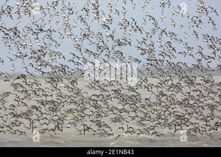 Red knots (Calidris canutus / Tringa canutus ) huge red knot flock in flight in non-breeding plumage flying over sea in winter along the coast Stock Photo