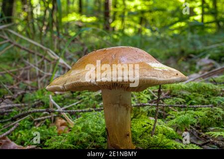 Tricholoma equestre mushroom poisonous growing in the forest, Bavaria, Germany, Europe Stock Photo