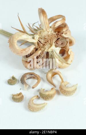 Seed and dried seed heads of a Pot marigold isolated on a white background; Calendula officinalis. Stock Photo