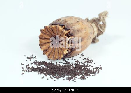 Seed head and seeds of an oriental poppy isolated on a white background -  Papaver orientale. Stock Photo