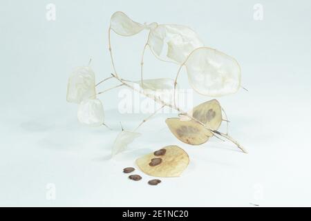 Honesty seed heads isolated on a white background. Lunaria annua. Stock Photo