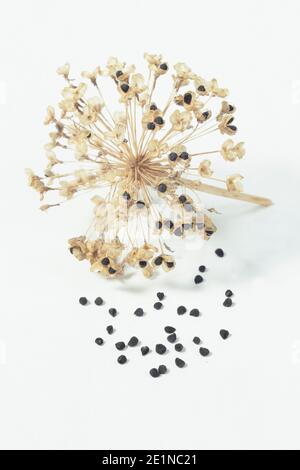 Allium seedheads. Ornamental Allium hollandicum 'Purple Sensation' seed heads and seeds isolated on a white background. UK Stock Photo