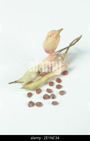 Radish seed pods and radish seed isolated on white background. Raphanus sativus 'French Breakfast' Stock Photo