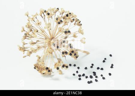 Allium seedheads. Ornamental Allium hollandicum 'Purple Sensation' seed heads and seeds isolated on a white background. UK Stock Photo