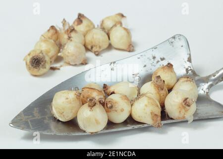 Muscari armeniacum. Grape hyacinth bulbs on a garden trowel isolated on a white background. UK Stock Photo