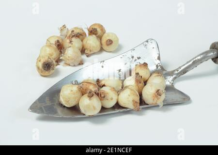 Muscari armeniacum. Grape hyacinth bulbs on a garden trowel isolated on a white background. UK Stock Photo