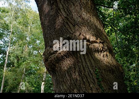 Elm tree with a split in the bark on the trunk looking like "Tree Beard" Stock Photo