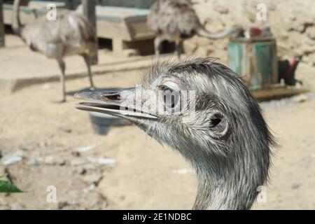 Close up Portrait of Nandu. Greater rhea.. Stock Photo