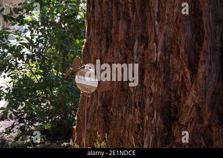 Coast redwood (Sequoia sempervirens) coastal redwood, California redwood. Memorial plaque next to a redwood tree in Kirkland, Wa. US. Stock Photo