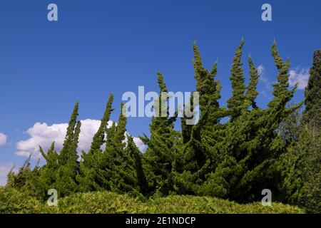 Washington State. US. Extremely decorative and attractive garden plantings with plants from the cypress family. Stock Photo