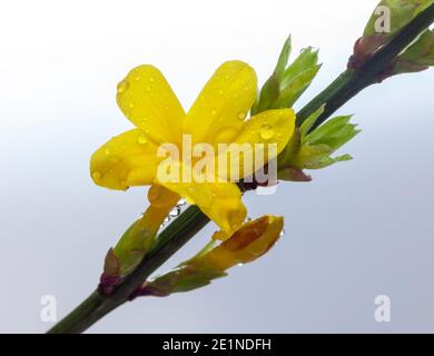 Yellow flowers of winter flowering jasmine (Jasminum nudiflorum) set against a neutral background Stock Photo