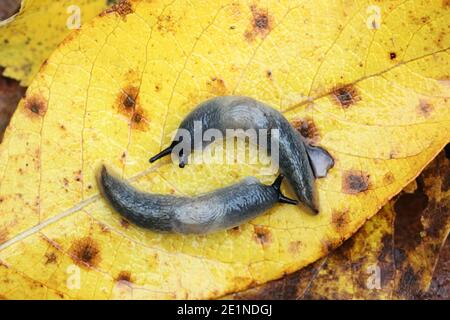 Krynickillus melanocephalus, a highly invasive slug with no common english name Stock Photo