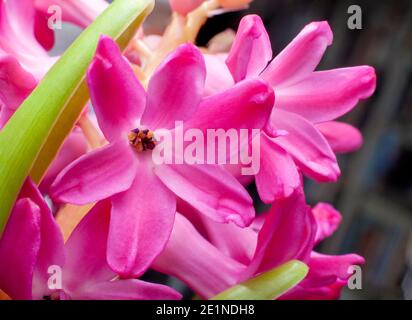 Close up of the striking pink flowers of a common hyacinth - hyacinthus orientalis Stock Photo